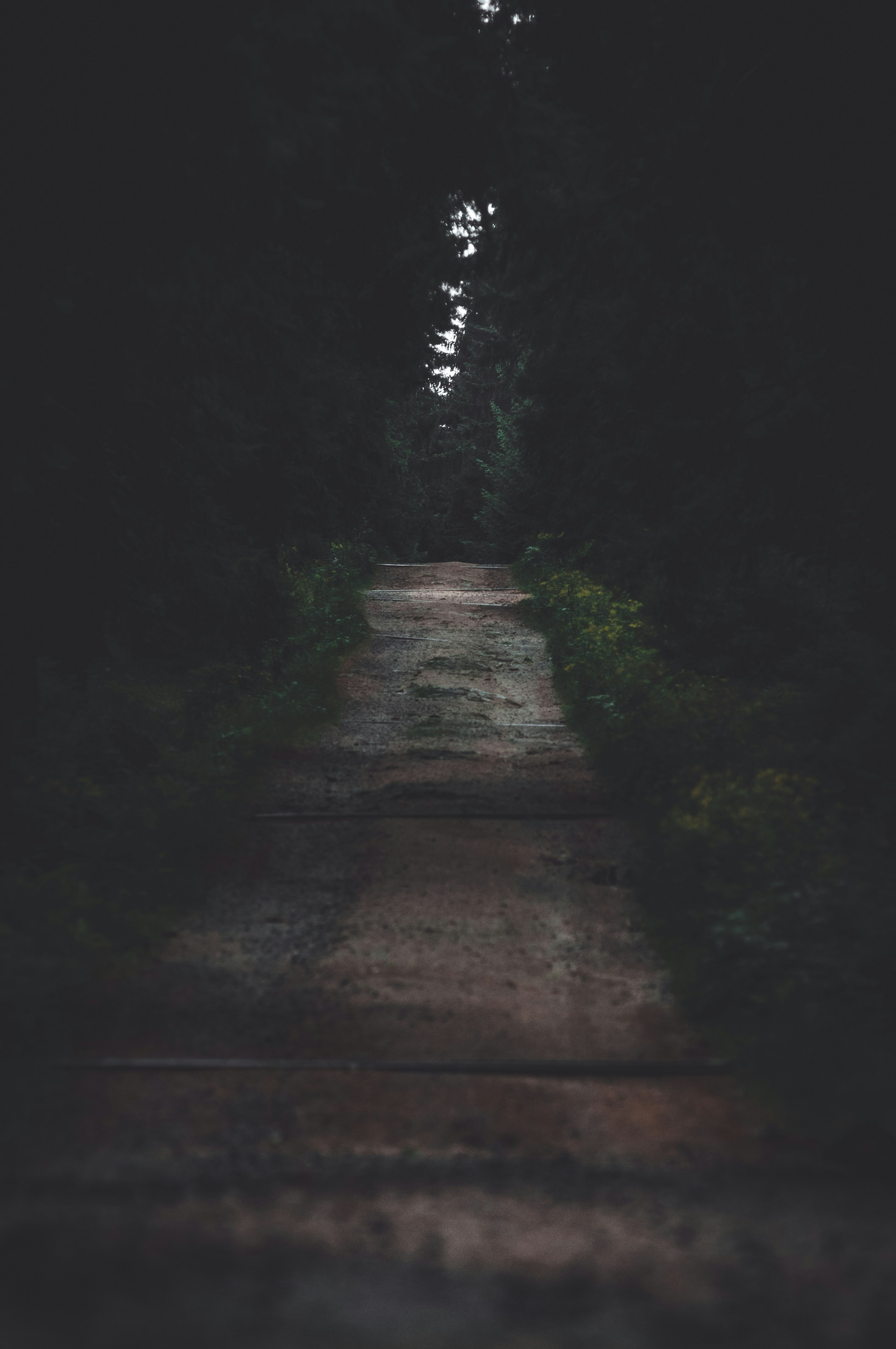 a path with trees on the side