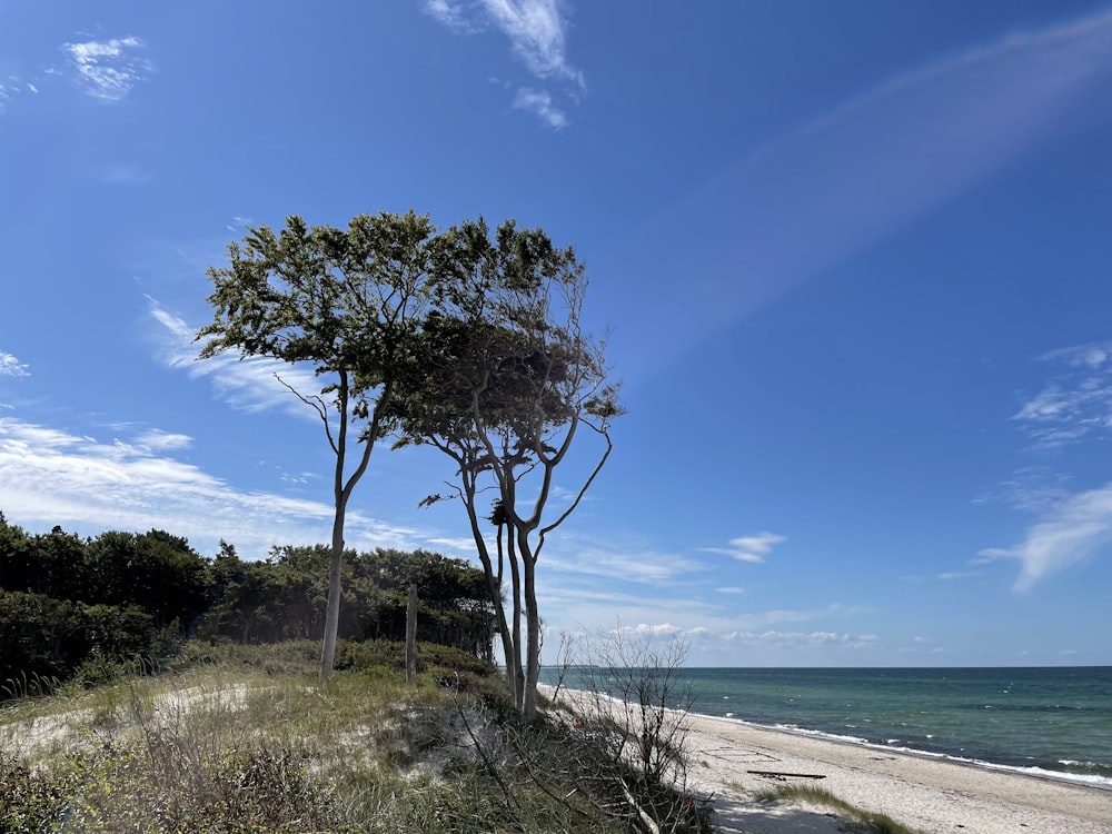 a beach with trees and bushes