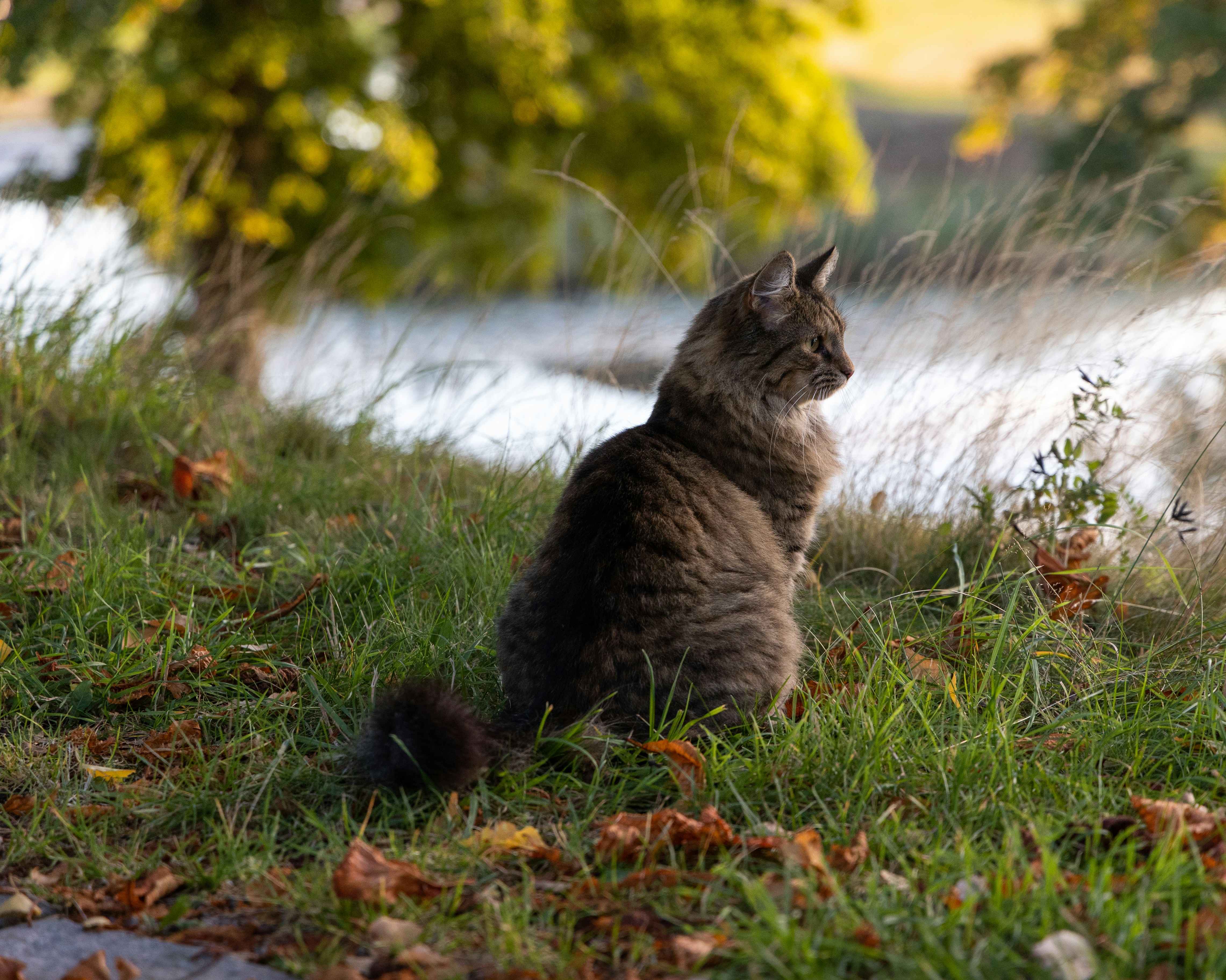 Norwegian Forest Cat: The Gentle, Cuddly Adventurer (image credits: unsplash)