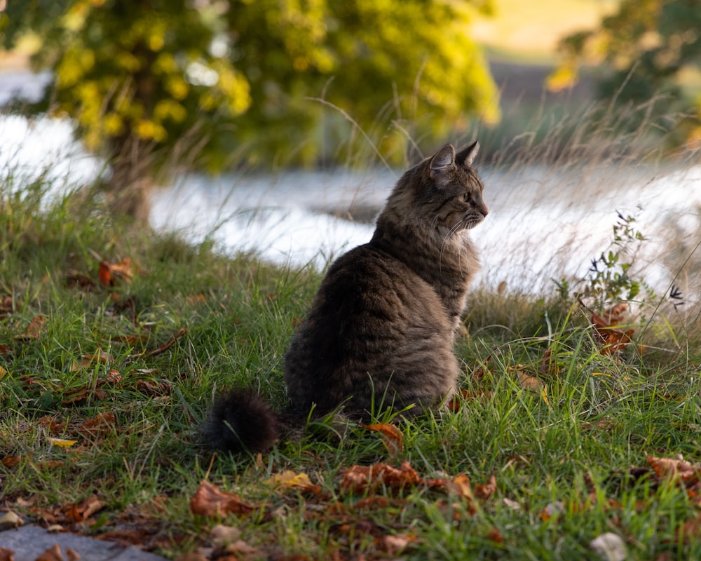 a cat sitting in grass