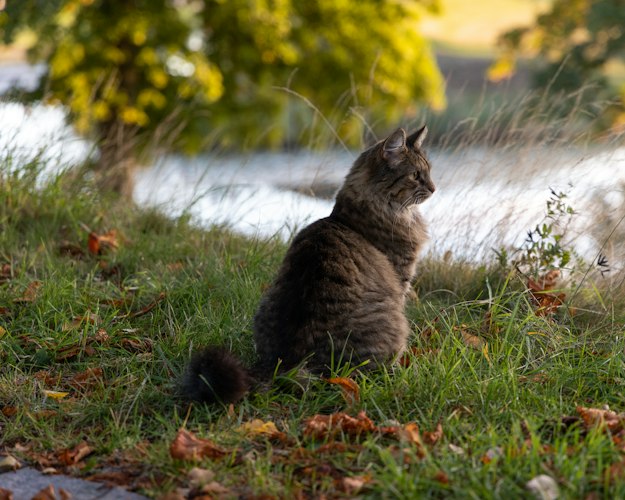 Norwegian Forest Cat sitting on grass beside water