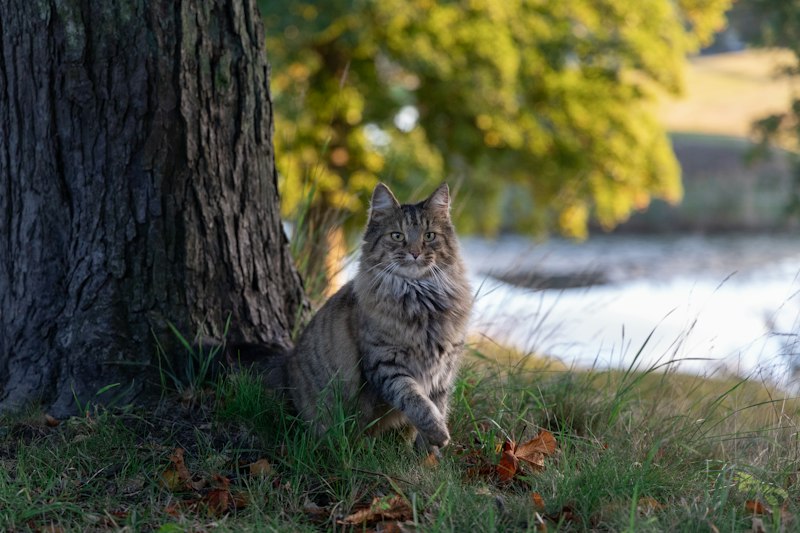 Norwegian Forest Cat photo 3