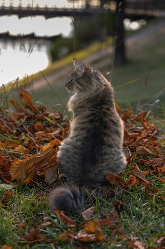 Norwegian Forest Cat sitting among autumn leaves