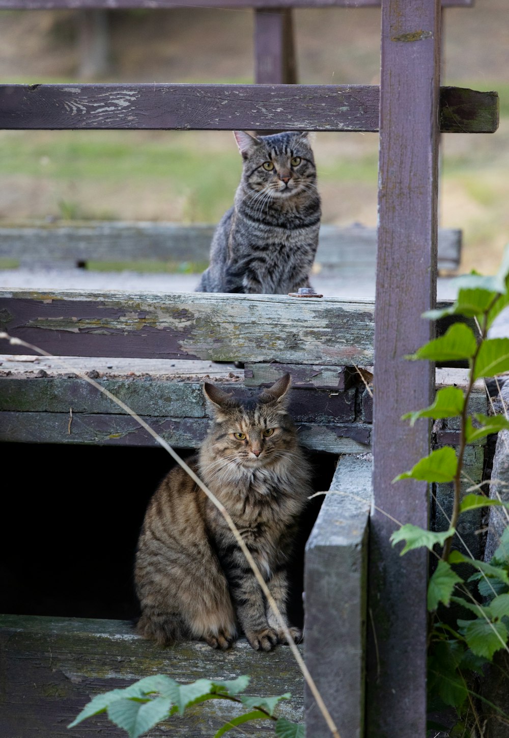 two cats sitting on a bench