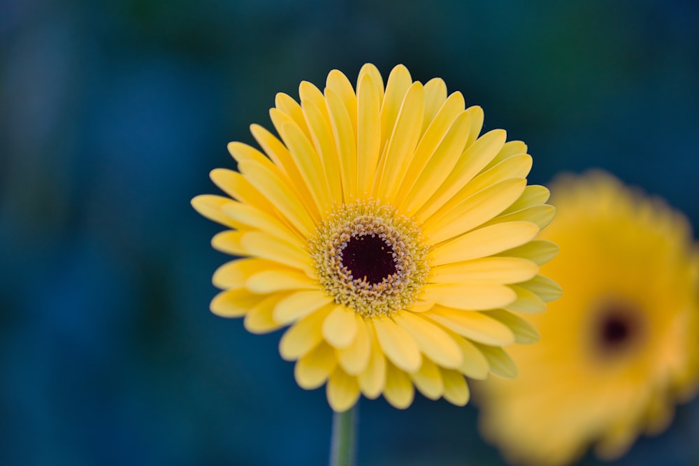 a close up of a yellow flower