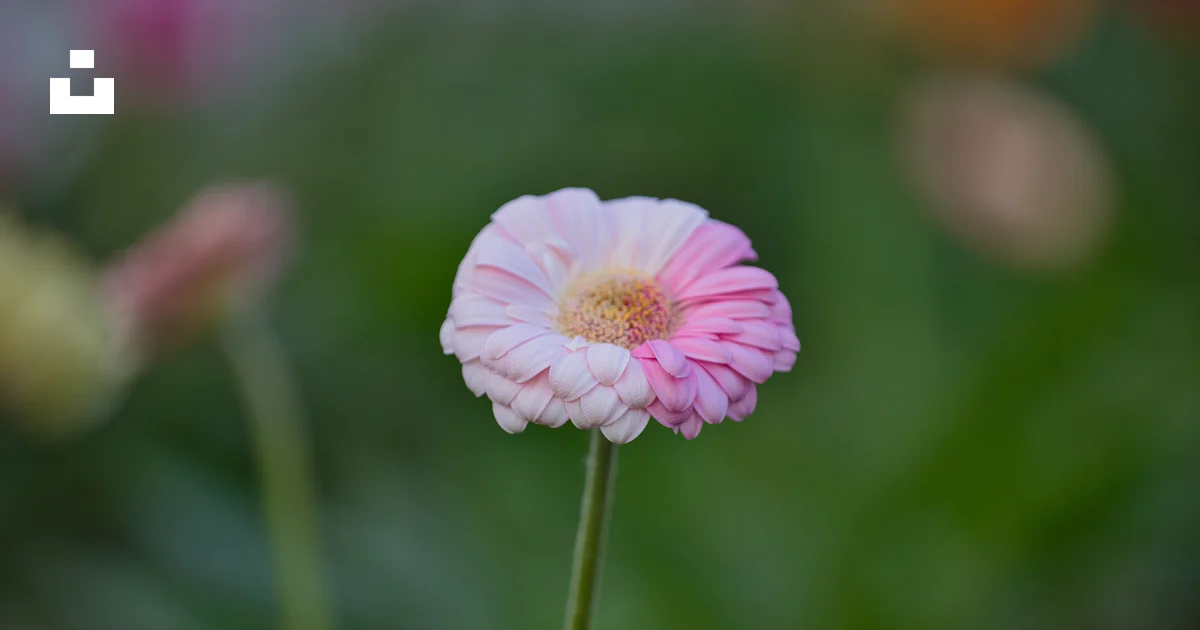 A close up of a flower photo – Free Flower Image on Unsplash