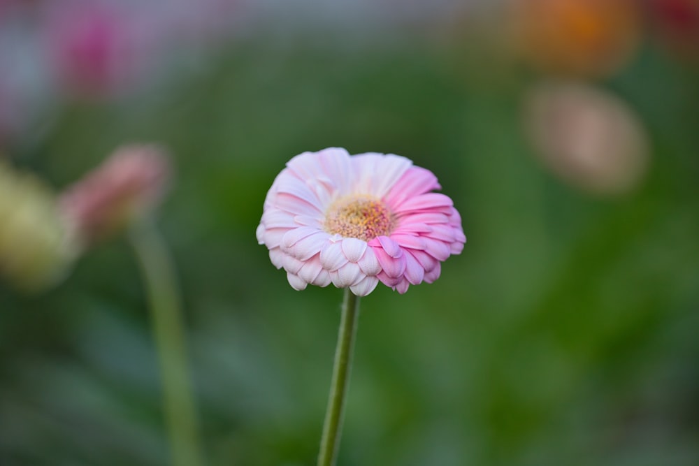 a close up of a flower