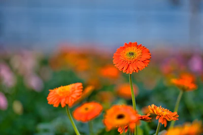 Gerbera Daisy India — Cut Flower Air Purifier Complete Guide