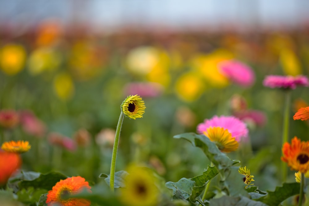 a field of colorful flowers