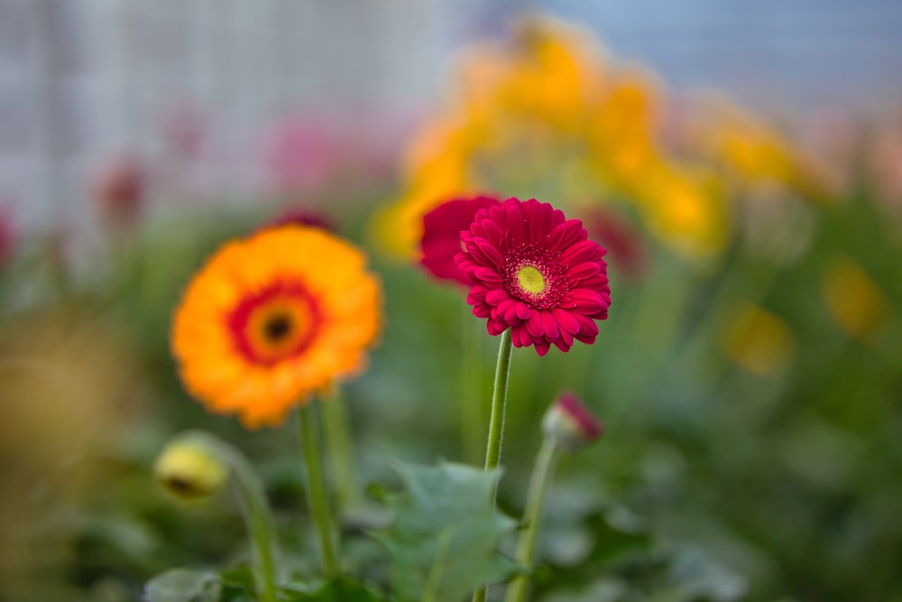 a group of colorful flowers