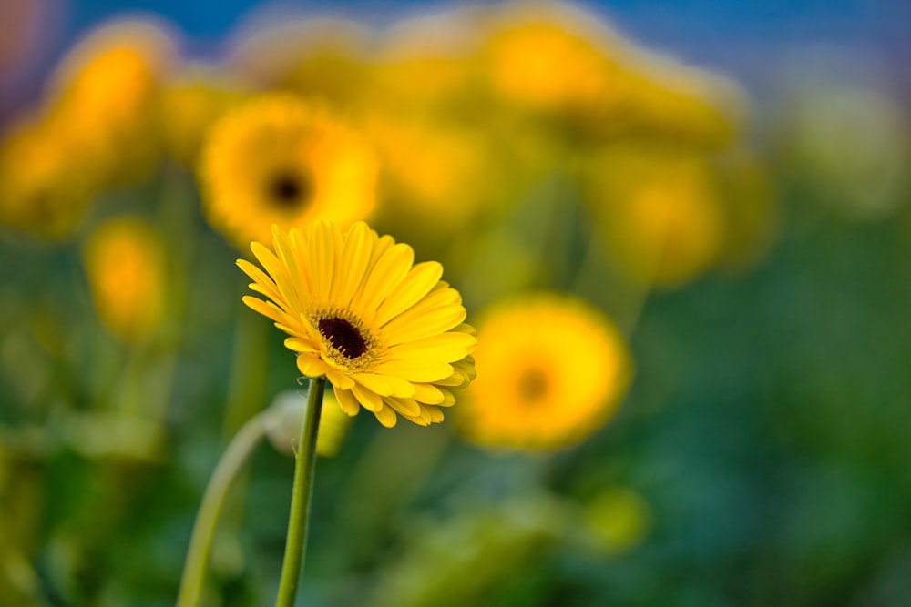 a close up of a yellow flower