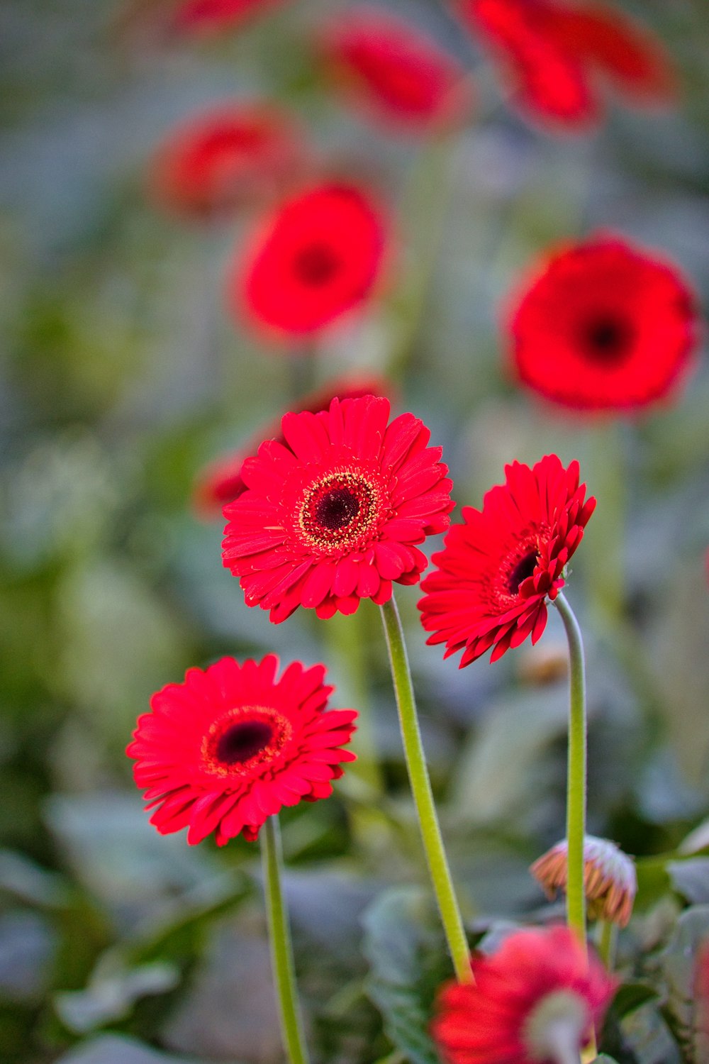 a group of red flowers