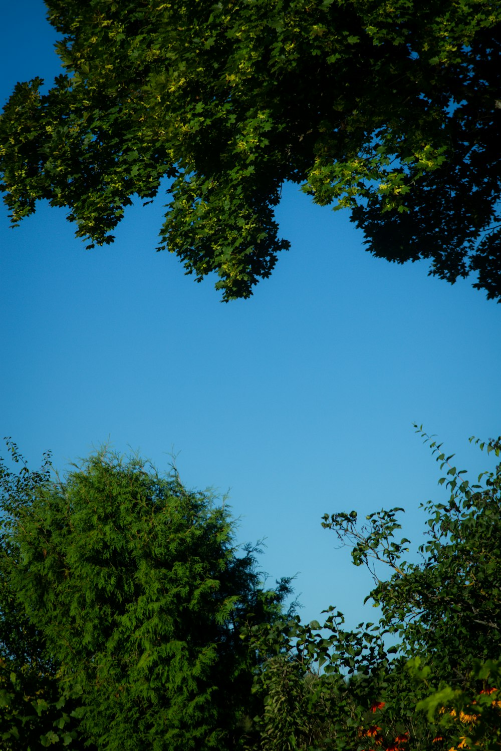 looking up at trees and blue sky