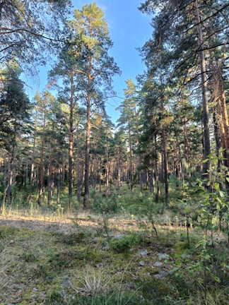 A lush forest with tall pine trees reaching up under a clear blue sky. The ground is covered with green underbrush and scattered grass, suggesting a healthy, vibrant ecosystem. Sunlight filters through the trees, creating dappled patterns on the forest floor.