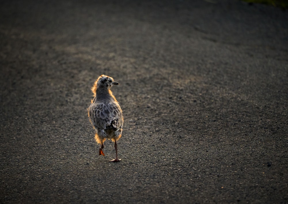 a bird standing on the ground