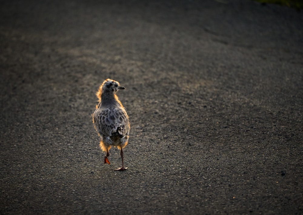 un uccello in piedi sul terreno
