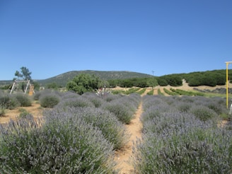 Lush rows of lavender plants stretch out across a field under a bright blue sky. In the distance, green hills provide a scenic backdrop. A few trees and playful elements like a swing set add charm to the landscape.