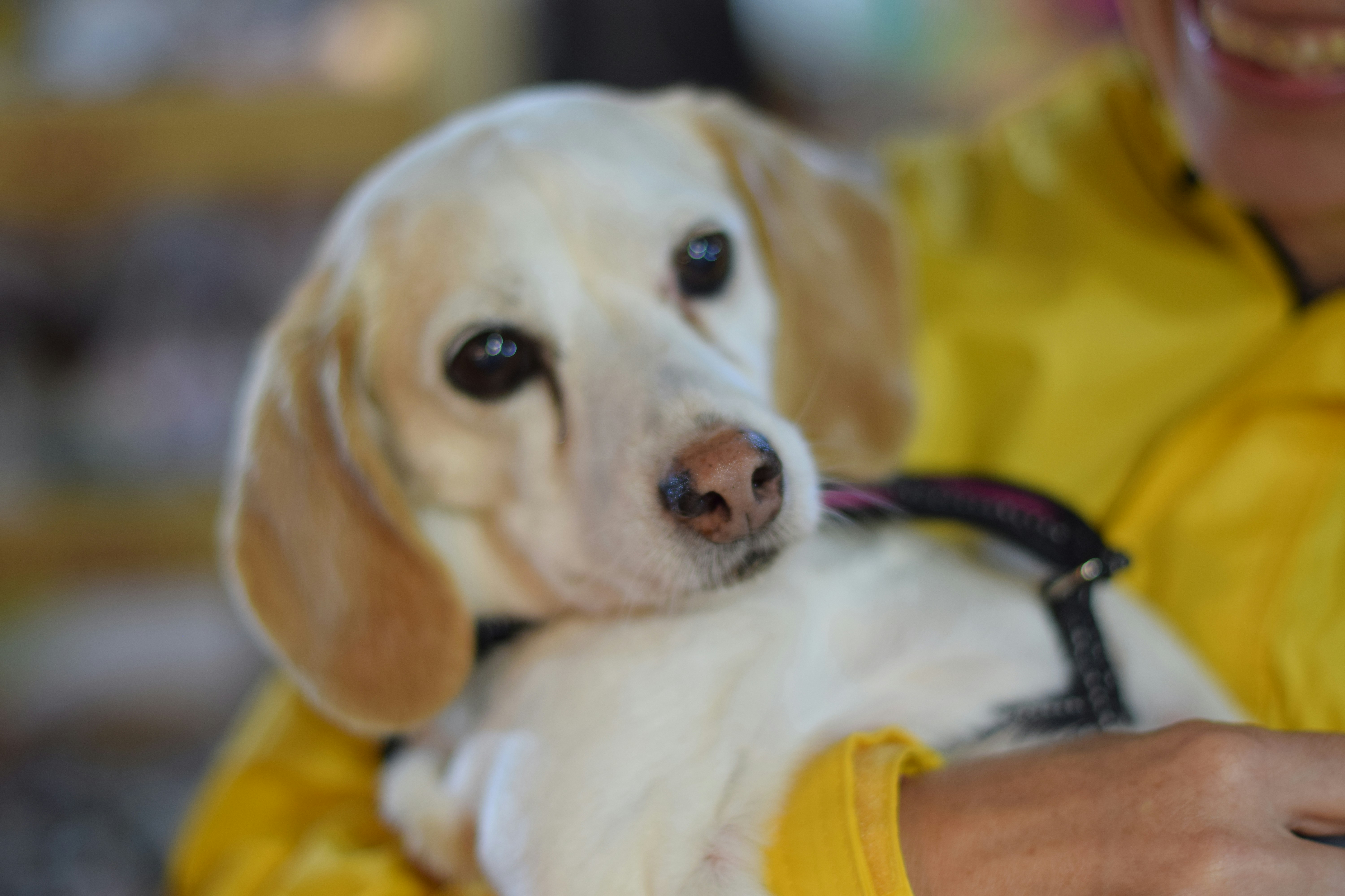a dog lying on a person's lap