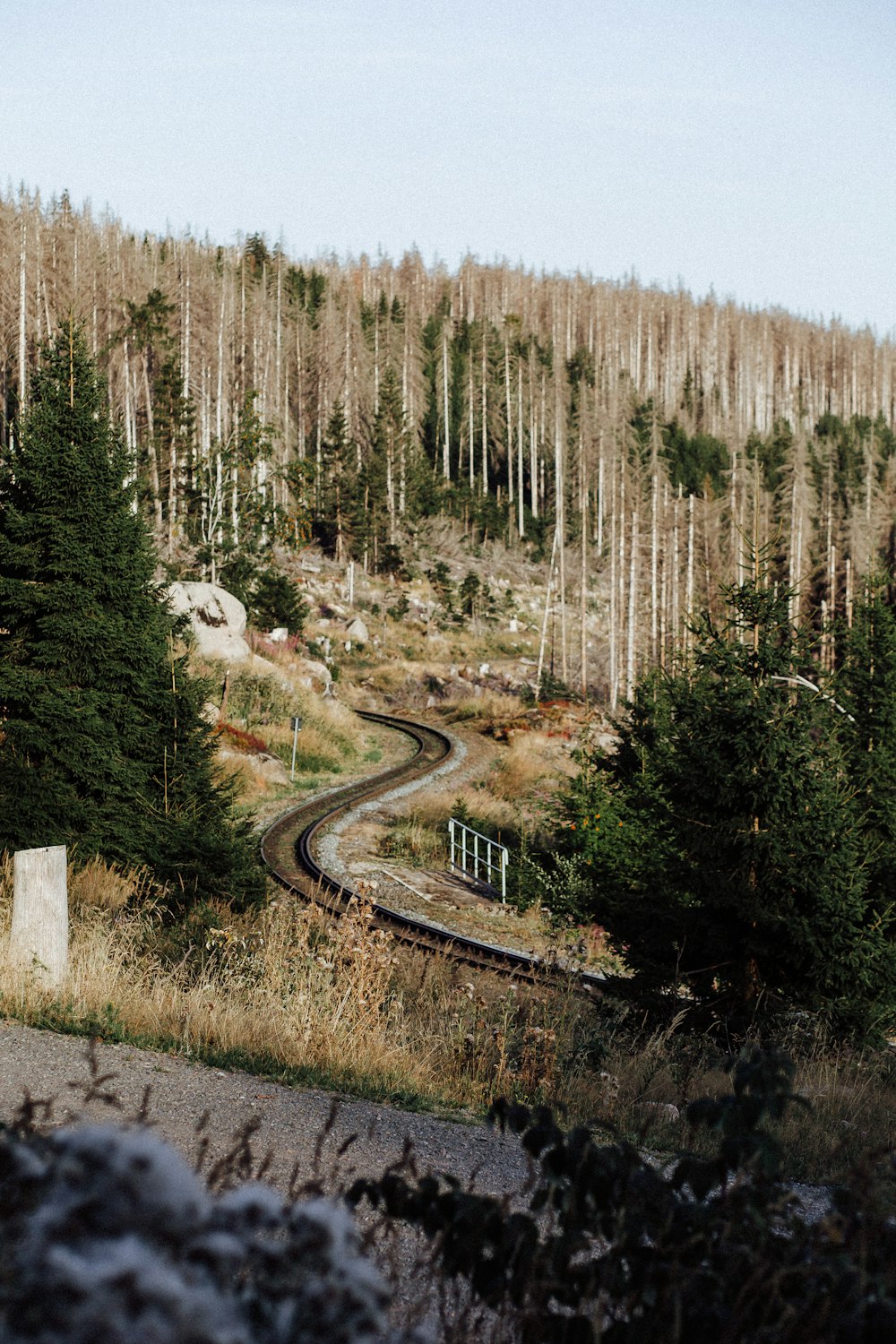 a train track going through a forest