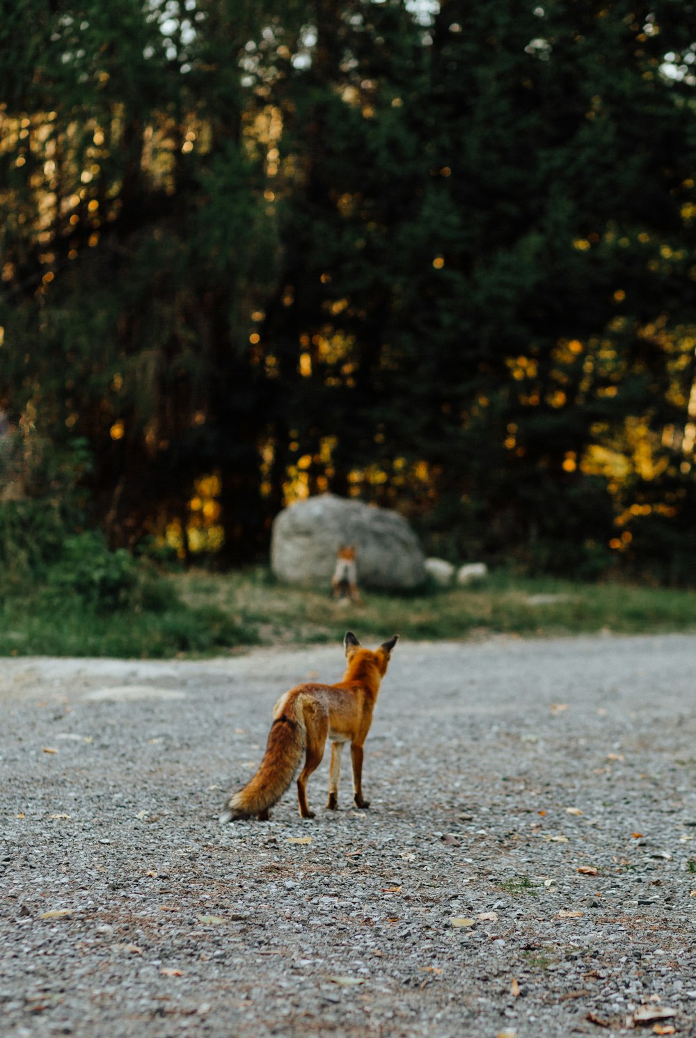 a fox walking on a gravel road