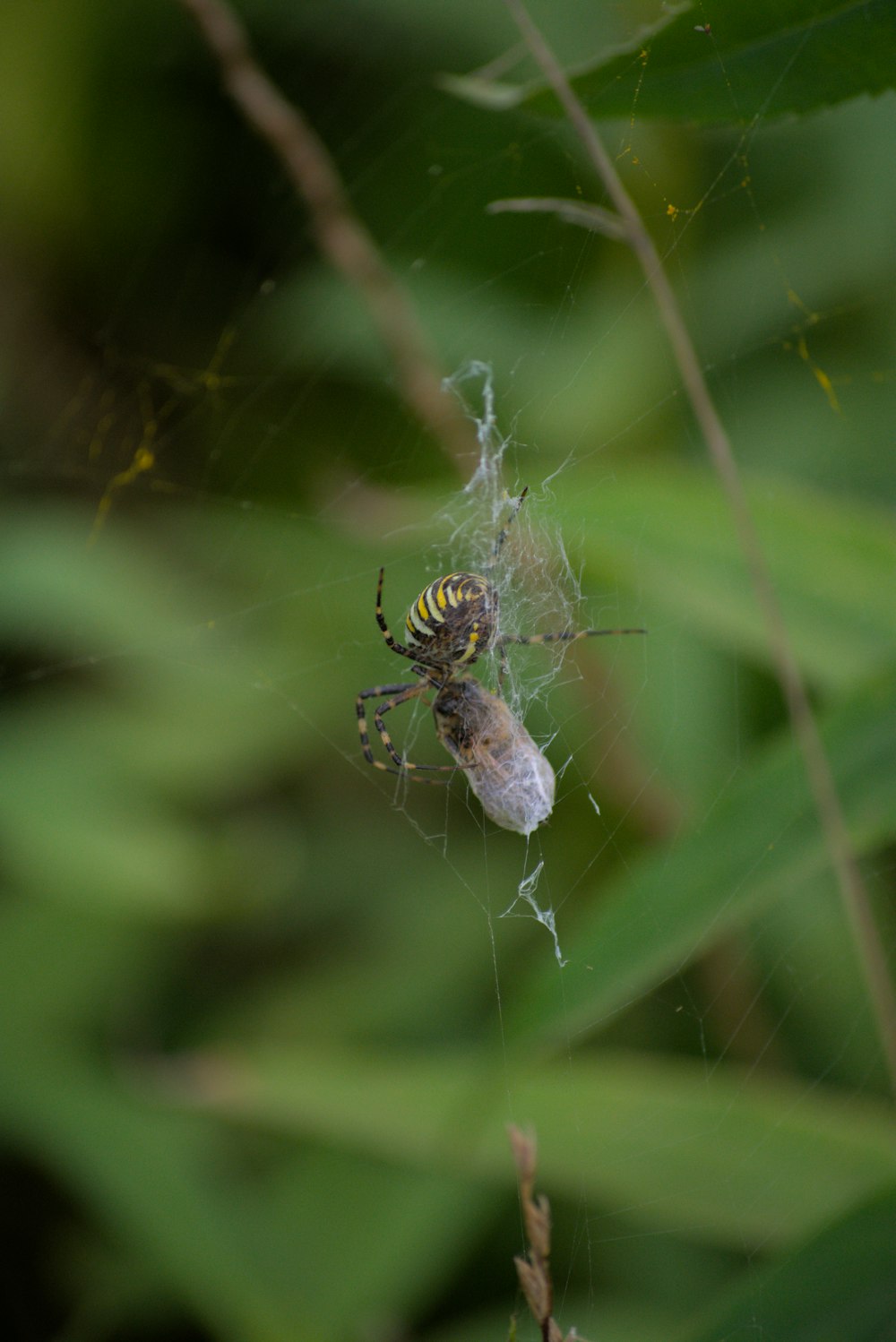 a spider on a web