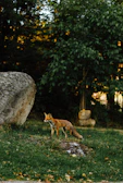 A close-up of a red fox in a lush green forest, symbolizing nature and creativity.