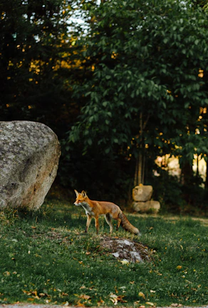 A close-up of a red fox in a lush green forest, symbolizing nature and creativity.