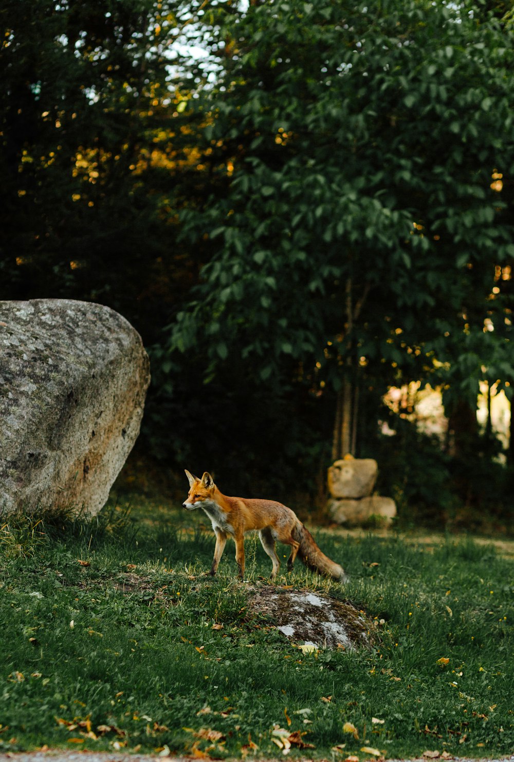 a fox in a grassy area