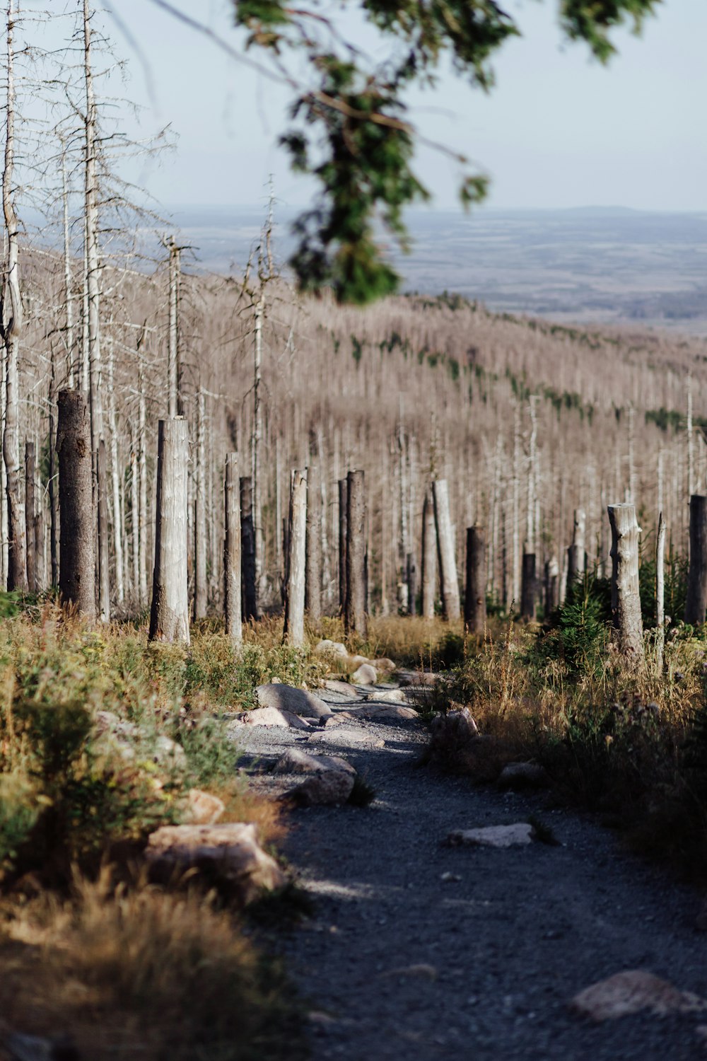 a path with trees and rocks on the side