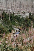 A dense forest area with numerous tree stumps and felled logs, indicating deforestation. There are patches of green foliage and colorful wildflowers surrounding a small stream, which flows over rocks, creating a serene natural setting.