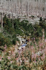A dense forest area with numerous tree stumps and felled logs, indicating deforestation. There are patches of green foliage and colorful wildflowers surrounding a small stream, which flows over rocks, creating a serene natural setting.