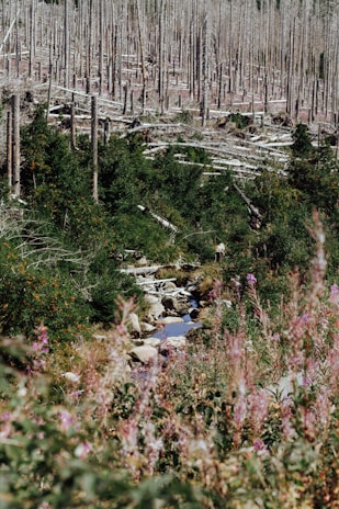 A dense forest area with numerous tree stumps and felled logs, indicating deforestation. There are patches of green foliage and colorful wildflowers surrounding a small stream, which flows over rocks, creating a serene natural setting.