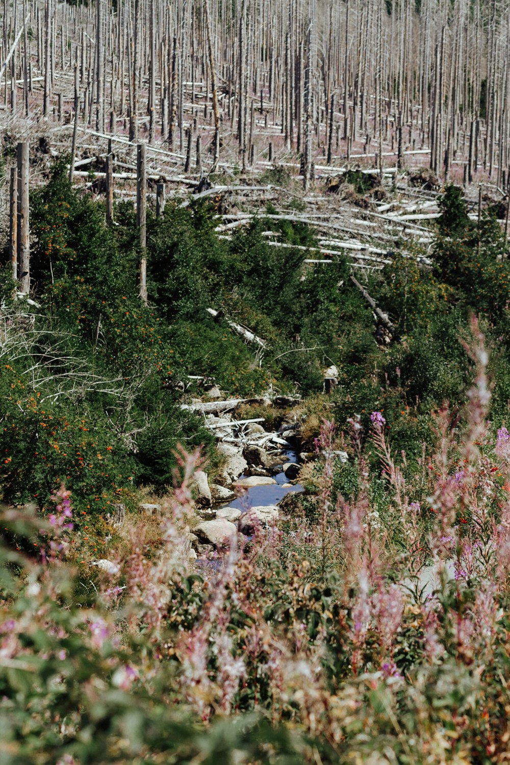 a landscape with trees and plants