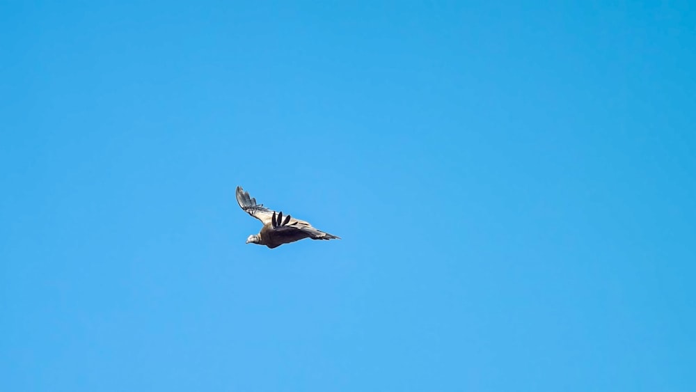 a bird flying in the sky