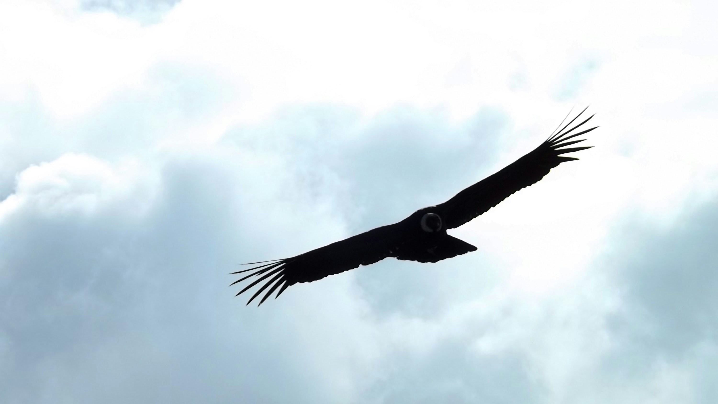 a bird flying in the sky, Condor flying