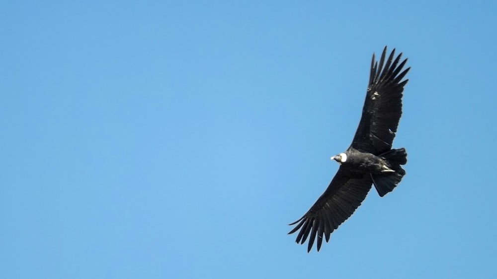 a bird flying in the sky