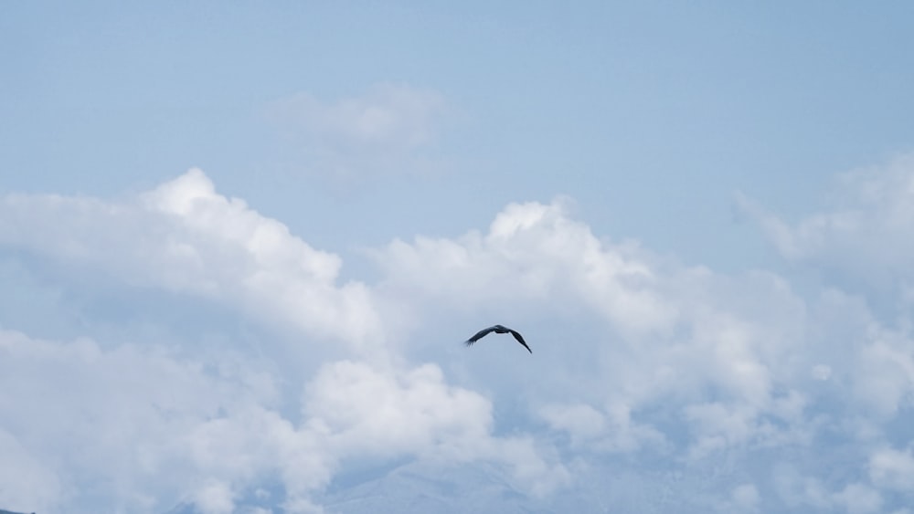 a bird flying in the sky