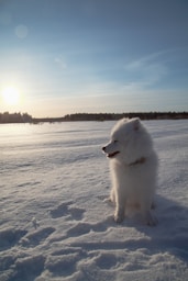a white dog standing in snow