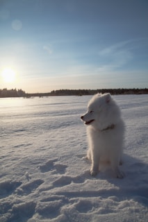 a white dog standing in snow