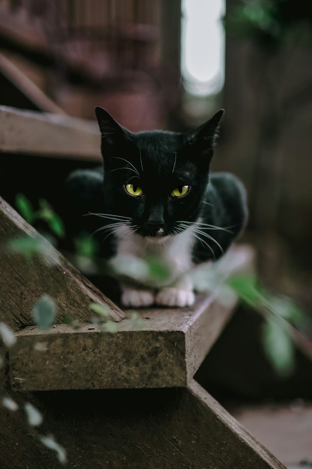 Eine schwarze Katze sitzt auf einem Felsvorsprung