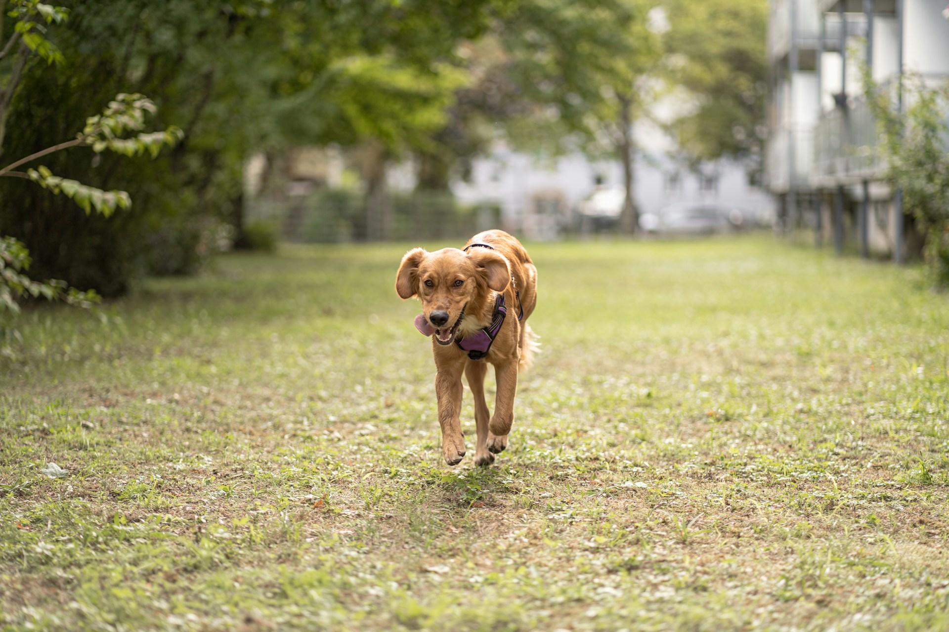 Dynamic shot of a dog wearing a sturdy, tactical collar from free2hands, running alongside its owner in a sunlit park.