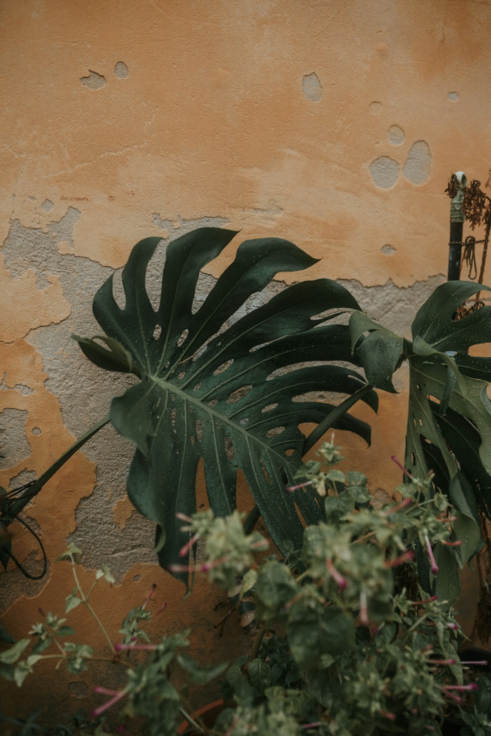 a plant in front of a wall