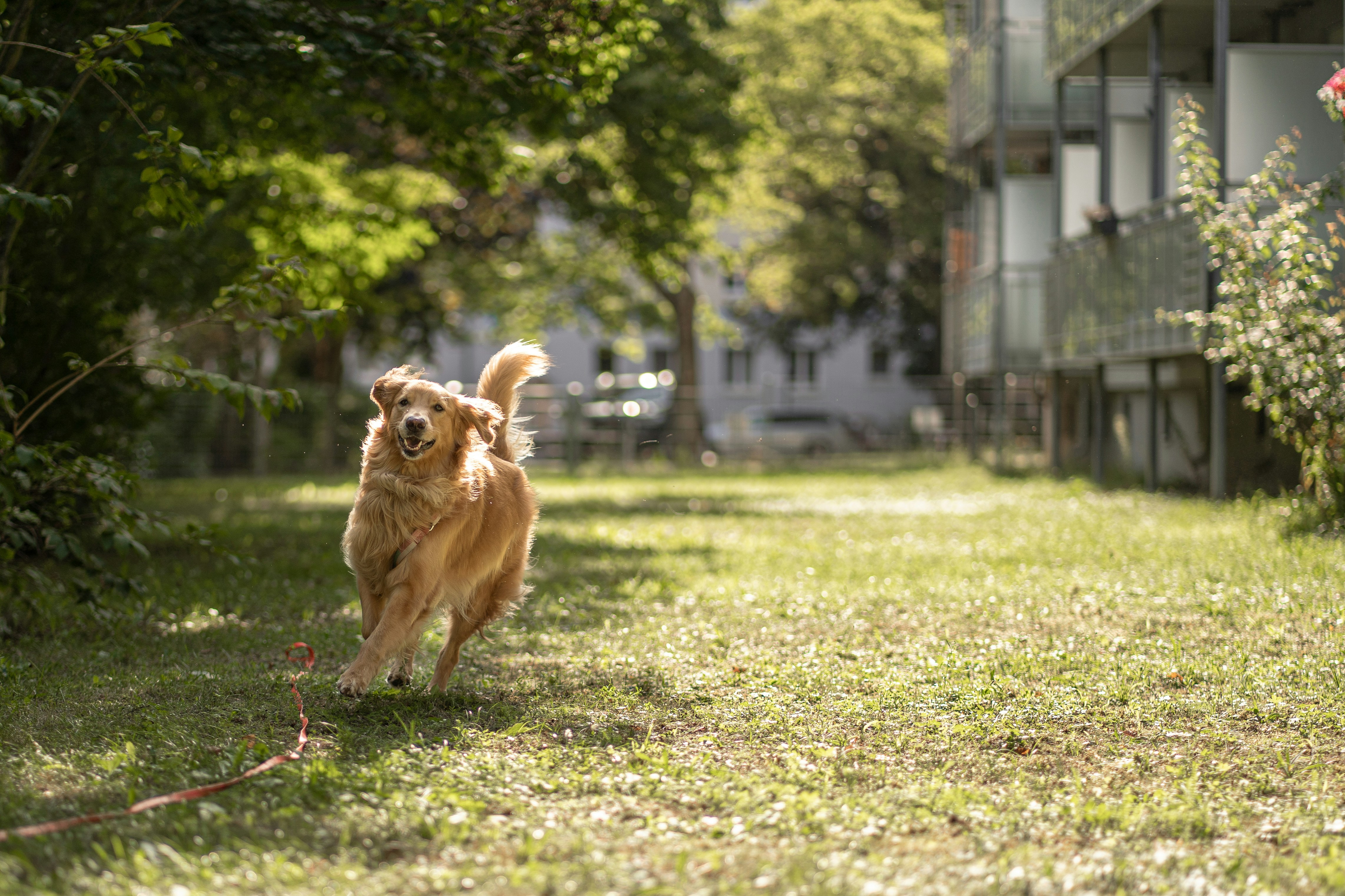 a dog running in a yard