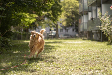 Golden Retriever outdoors