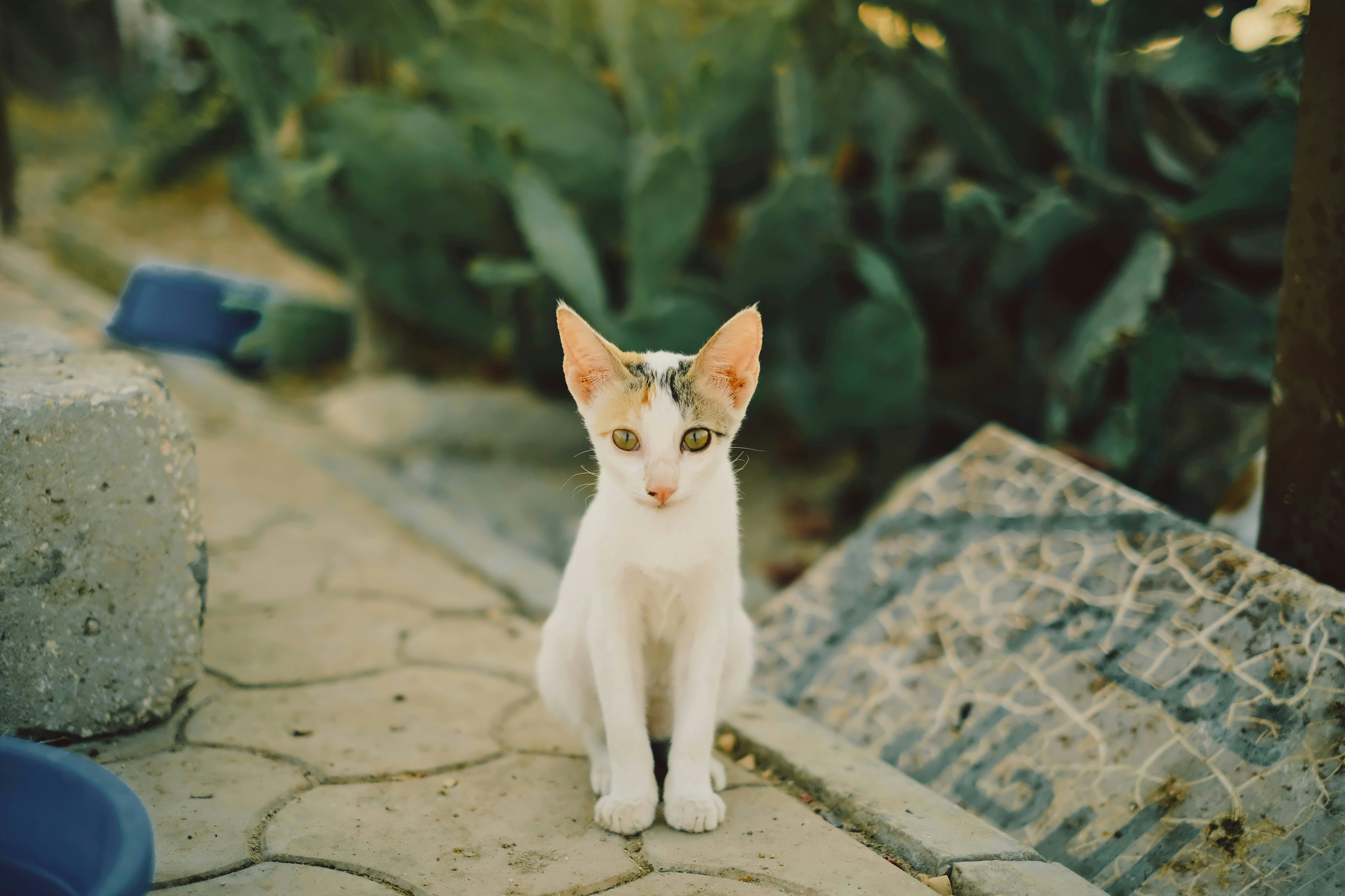 a cat standing on a stone surface