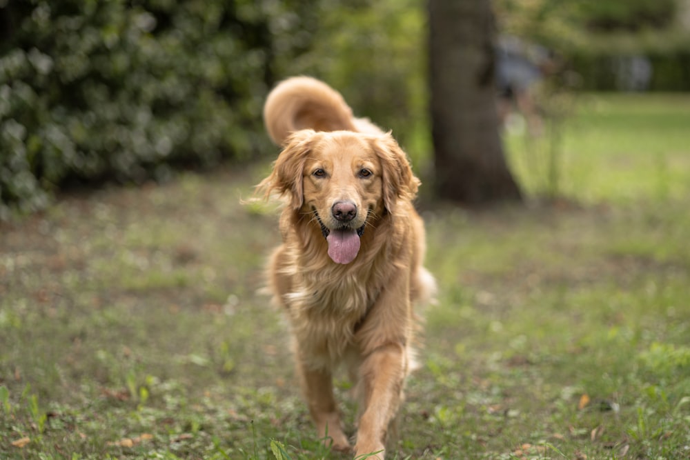 a dog running in a grassy area