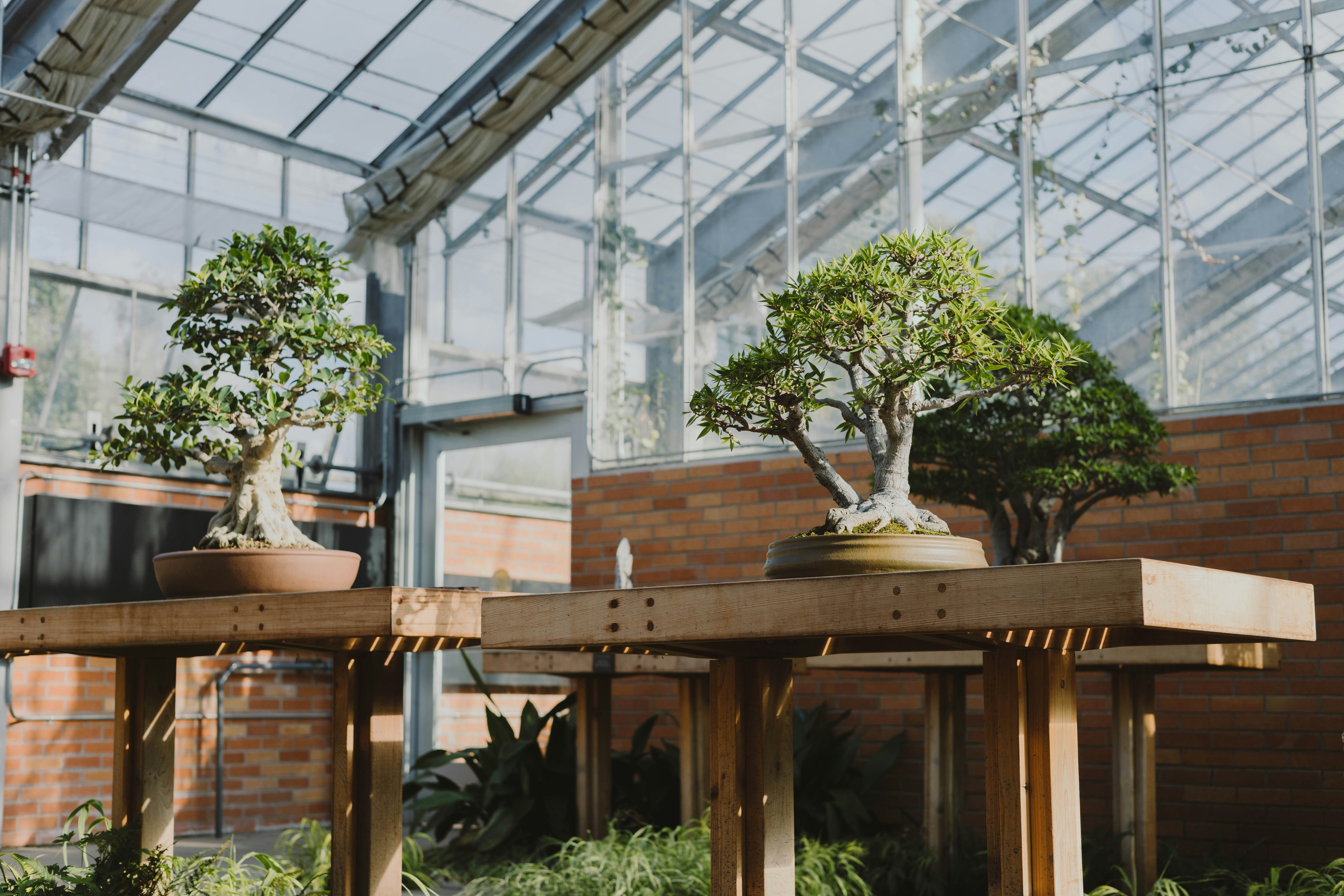 a tree in a pot on a table in front of a building
