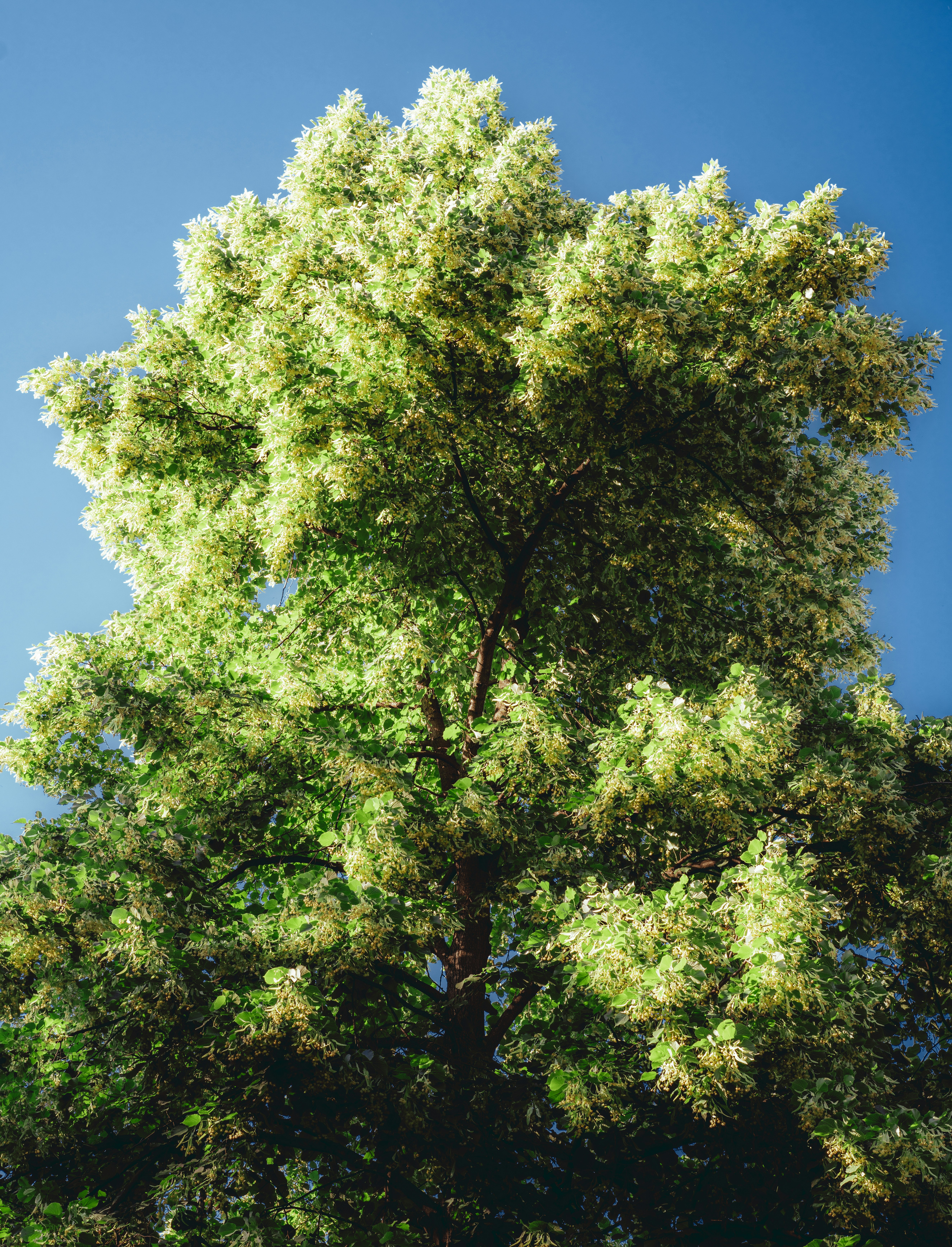 Photo by forevernever