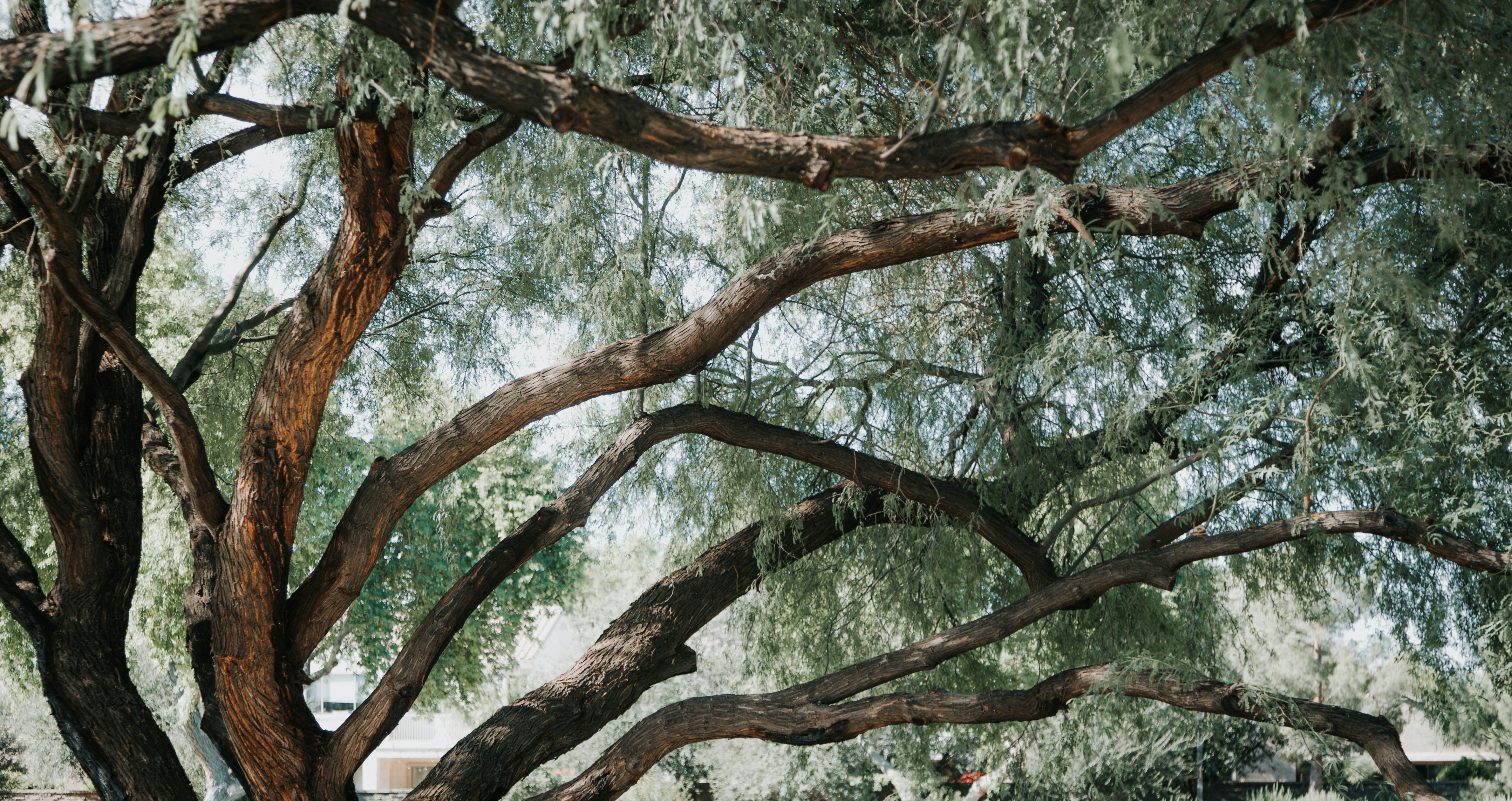 Photo by jeffersonsees