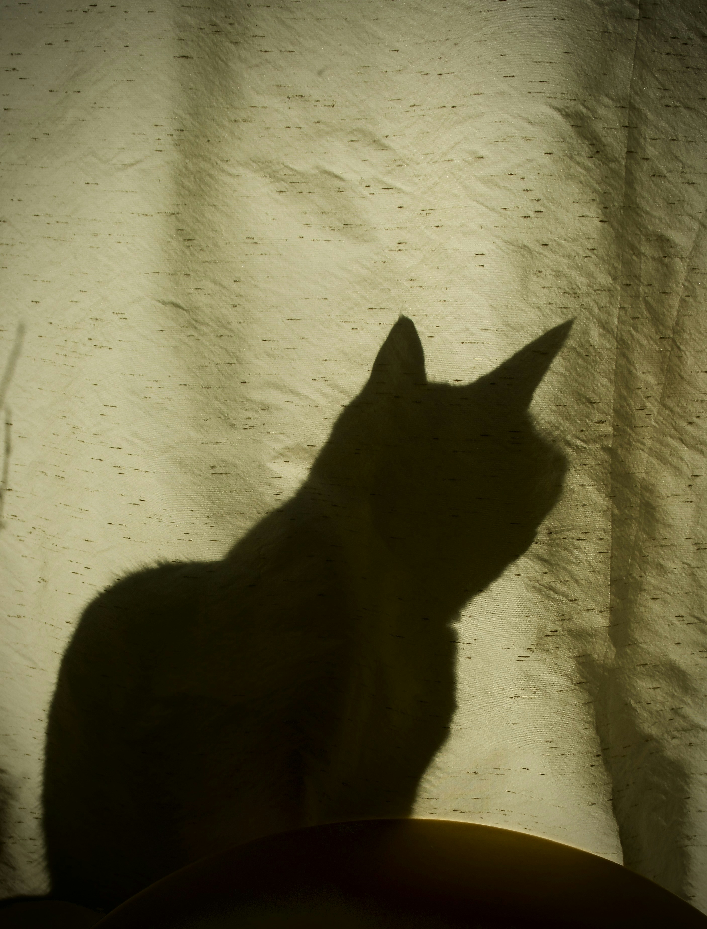 The Mysterious Shadows at Night (image credits: unsplash)